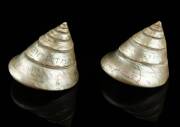 Two sailor engraved shells, 19th Century, one engraved "Toad Miller" dated 1893 the other engraved "Marry Christmas". 8cm high, 7.5cm wide