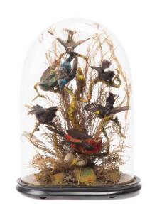 Two taxidermy bird displays in glass domes, 19th Century. 43cm & 31cm