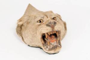 Lions head, circa 1930s. Approximately 30 x 30cm