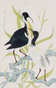 ROBIN HILL (BORN 1932)&nbsp;Straw Necked and White Ibis 1956