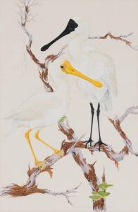 ROBIN HILL (BORN 1932)&nbsp;Royal and Yellow Billed Spoon Bills 1958&nbsp;