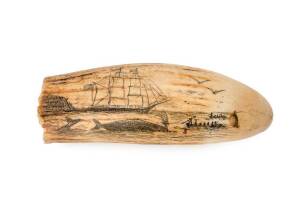 A scrimshaw whales tooth engraved with whaling scene & mermaid, inscribed "VIVE LAMOUR". Originally this tooth was a TUBUA (Fijian chieftains necklace), 19th Century. 15cm