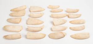 Sperm whale teeth. Group of 21 ranging in size from 12cm to 16cm