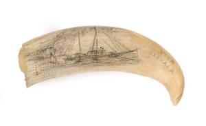  A scrimshaw whales tooth engraved "Viva Elevala", mid 20th Century.