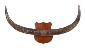 Pair of mounted water buffalo horns on blackwood shield shaped mount. 104cm.