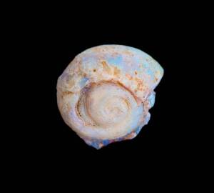 OPAL fossilized mollusc shell. 1.5cm wide