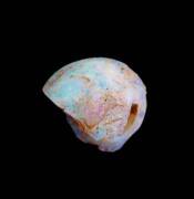 OPAL fossilized mollusc shell. 1.5cm wide - 2