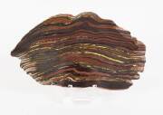 TIGER IRON, attractive banded slab, microbialite, 2.7 byo, Ord Ranges Pilbara WA, size 32x18cm.