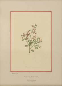 Two botanical lithographs of Australian plants, drawn by S. Parkinson, engraved by G. Sibelius and D. MacKenzie. 34 x 50cm & 31 x 47cm