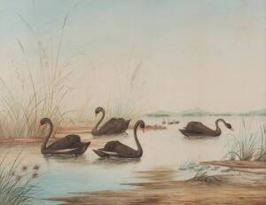 Alexander James Webb (1813-1892) Black Swans at Swan Bay and the You Yangs. Circa 1880Watercolour signed  