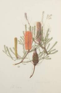 CELIA ROSSER (1930- ): "Banksia ericifolia L.F.", colour offset lithograph, signed below image and numbered 120/120, window mounted, framed & glazed, overall 83x109cm.