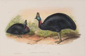 JOHN GOULD (1804-1881): "Casuarius Australis" coloured lithograph. 53 x 36cm