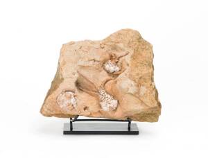 JIMBACRINUS BOSTOCKI FOSSIL, Crinoid, Permian, 270myo, from Gascoyne, Western Australia.