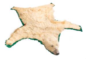 A superb Polar Bear skin rug with taxidermy head, early 20th century. 260cm long, 200cm wide