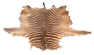 A Zebra skin, Tanzania, early to mid 20th Century. 282cm long x 215 wide