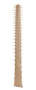 A sawfish bill, early 20th century. 141cm