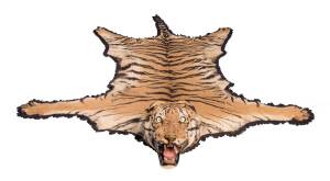 A Bengal tiger skin rug with taxidermy head, early 20th century. An impressive 303cm  x 109cm 