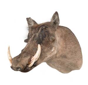 A taxidermied Warthog's head with genuine tusks, South African, 20th Century. Approximately 50cm high, 30cm wide 