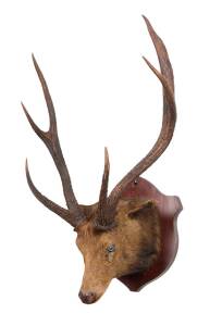 A taxidermied Red deer's head mounted on board, early 20th Century. Approximately 100cm high, 70cm wide