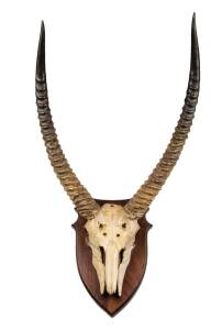 A pair of mounted Waterbuck horns, Tanzania, early 20th Century. Approximately 80cm