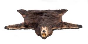 A Black Bear skin rug with taxidermy head on a felt backing, early 20th Century. 140cm x 153cm  