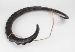 A pair of Buffalo horns. 66cm wide
