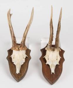 Two pairs of Roe deer antlers mounted on boards, African, 20th Century. Approximately 30cm each