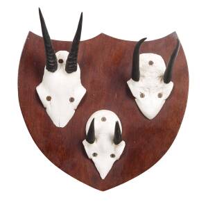 Three mounted sets of African Dik horns mounted on single shield shape board, 20th Century. Board is 22cm high, 25cm wide