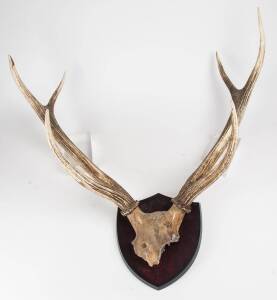 A pair of mounted Stag horns, 20th Century. Approximately 60cm high, 90cm wide