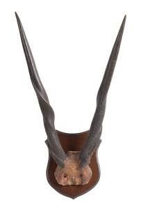 A pair of mounted Eland Antelope horns (largest of the African antelopes), mid 20th Century. Approximately 80cm high