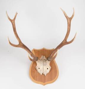 A pair of deer antlers mounted on board, 20th Century, Approximately 50cm high, 50cm wide