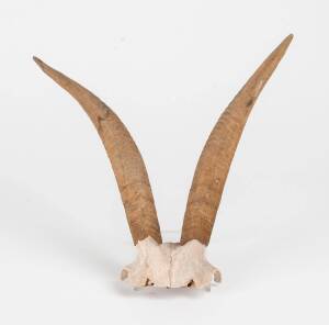 A rams skull and a pair of goats horns. Ram 52cm wide