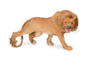 A miniature taxidermy model of a lion made with genuine lion skin, early 20th Century. 22cm high  