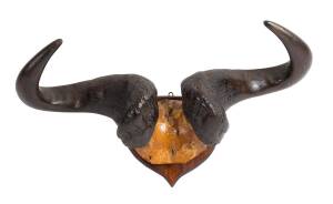 A pair of Wildebeest mounted horns, Tanzania, early to mid 20th Century. 59cm