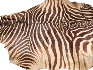 A zebra skin mid 20th century (poor condition)