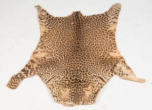 A leopard skin rug, early 20th century. 155cm x 125cm 