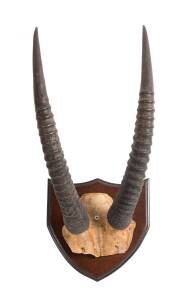 A pair of mounted Roan Antelope horns, Tanzania, mid 20th Century