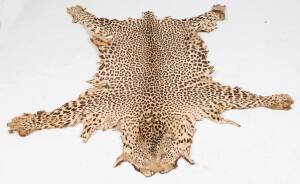 A Leopard skin, South African, early 20th Century. 167 x 153cm
