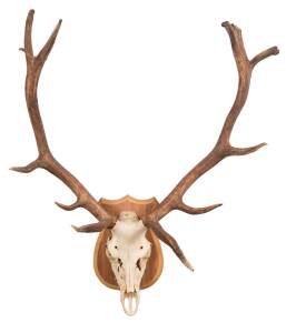 An impressive set of 7 point deer antlers with skull mounted on board. Approximately 110cm high, 90cm wide