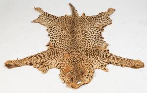 A Leopard skin, South African, early 20th Century. Approximately 230 x 150cm