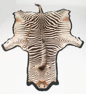 A zebra skin rug on velvet backing, 19th century (poor condition)