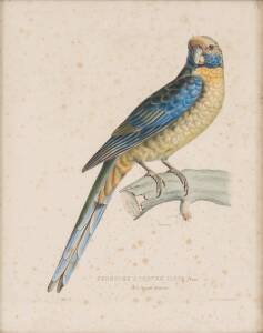 A pair of French hand coloured lithographs of Australian parrots by J.C.Werner [Paris, 1830]. 27 x 34cm