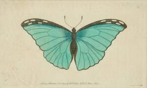 A collection of eight various hand coloured butterfly prints40 x 31cm