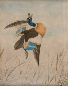 NEVILLE CAYLEY SNR (1853-1903): Shot Duck 1887, watercolour, signed and dated 'N Cayley 1887' lower right, 46 x 36 cm