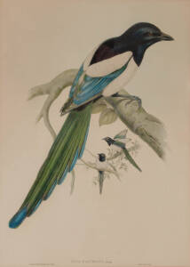 JOHN GOULD: Pica Bactriana, lithograph, 53 x 38 cm