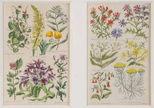 Two framed antique hand coloured diptych engravings of botanical plates, 18th & 19th Century. Frame 101cm x 53cm & 83cm x 69cm              