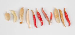 A group of 10 Japanese carved bone pieces of fruit. Longest 6cm