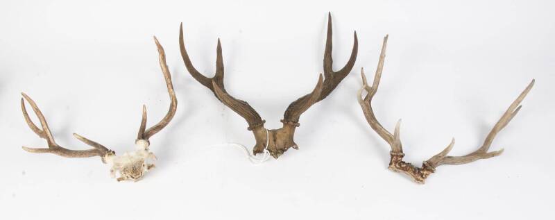 Three sets of deer and elk antlers. Largest 70cm.  