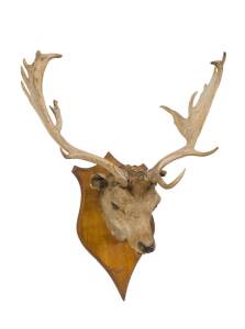 A taxidermy deer head. 75cm. 