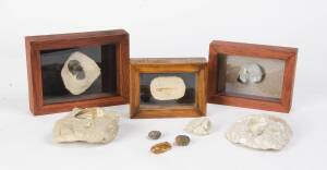 Fossils & natural history collection including Trilobite, fish, sharks tooth, dinosaur tooth, shells etc.